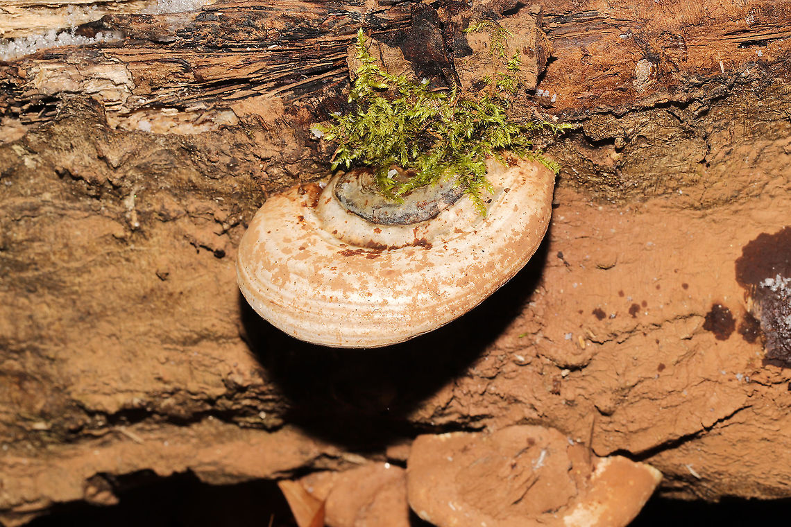Ganoderma lobatum Bracket fungi on a highly rotted log at a river&#039;s edge. Reddish/brown spore drop. Tiny pores with long tubes that don&#039;t stain. Interior flesh is rusty red. <br />
<figure class="photo"><a href="https://www.jungledragon.com/image/125464/ganoderma_lobatum.html" title="Ganoderma lobatum"><img src="https://s3.amazonaws.com/media.jungledragon.com/images/3231/125464_thumb.jpg?AWSAccessKeyId=05GMT0V3GWVNE7GGM1R2&Expires=1759968010&Signature=UNwbfrekWVzLHmVGcFVighKSCKk%3D" width="200" height="134" alt="Ganoderma lobatum Bracket fungi on a highly rotted log at a river&#039;s edge. Reddish/brown spore drop. Tiny pores with long tubes that don&#039;t stain. Interior flesh is rusty red.<br />
https://www.jungledragon.com/image/125465/family_polyporaceae.html<br />
https://www.jungledragon.com/image/125466/family_polyporaceae.html<br />
https://www.jungledragon.com/image/125467/family_polyporaceae.html Fall,Ganoderma lobatum,Geotagged,United States" /></a></figure><br />
<figure class="photo"><a href="https://www.jungledragon.com/image/125465/ganoderma_lobatum.html" title="Ganoderma lobatum"><img src="https://s3.amazonaws.com/media.jungledragon.com/images/3231/125465_thumb.jpg?AWSAccessKeyId=05GMT0V3GWVNE7GGM1R2&Expires=1759968010&Signature=CjK%2FXcyK50W8lUWmFjncrGNA8YU%3D" width="200" height="134" alt="Ganoderma lobatum Bracket fungi on a highly rotted log at a river&#039;s edge. Reddish/brown spore drop. Tiny pores with long tubes that don&#039;t stain. Interior flesh is rusty red. <br />
https://www.jungledragon.com/image/125464/family_polyporaceae.html<br />
https://www.jungledragon.com/image/125466/family_polyporaceae.html<br />
https://www.jungledragon.com/image/125467/family_polyporaceae.html<br />
 Fall,Ganoderma lobatum,Geotagged,United States" /></a></figure><br />
<figure class="photo"><a href="https://www.jungledragon.com/image/125467/ganoderma_lobatum.html" title="Ganoderma lobatum"><img src="https://s3.amazonaws.com/media.jungledragon.com/images/3231/125467_thumb.jpg?AWSAccessKeyId=05GMT0V3GWVNE7GGM1R2&Expires=1759968010&Signature=8XEySubsuGicrY3GWYuPp3fptQw%3D" width="200" height="200" alt="Ganoderma lobatum Bracket fungi on a highly rotted log at a river&#039;s edge. Reddish/brown spore drop. Tiny pores with long tubes that don&#039;t stain. Interior flesh is rusty red. <br />
https://www.jungledragon.com/image/125464/family_polyporaceae.html<br />
https://www.jungledragon.com/image/125466/family_polyporaceae.html<br />
https://www.jungledragon.com/image/125465/family_polyporaceae.html Fall,Ganoderma lobatum,Geotagged,United States" /></a></figure> Fall,Ganoderma lobatum,Geotagged,United States