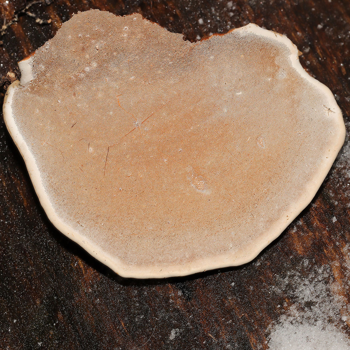 Ganoderma lobatum Bracket fungi on a highly rotted log at a river&#039;s edge. Reddish/brown spore drop. Tiny pores with long tubes that don&#039;t stain. Interior flesh is rusty red. <br />
<figure class="photo"><a href="https://www.jungledragon.com/image/125464/ganoderma_lobatum.html" title="Ganoderma lobatum"><img src="https://s3.amazonaws.com/media.jungledragon.com/images/3231/125464_thumb.jpg?AWSAccessKeyId=05GMT0V3GWVNE7GGM1R2&Expires=1767225610&Signature=AUA0VsQICJICCeG7OEo8fMZbL6w%3D" width="200" height="134" alt="Ganoderma lobatum Bracket fungi on a highly rotted log at a river&#039;s edge. Reddish/brown spore drop. Tiny pores with long tubes that don&#039;t stain. Interior flesh is rusty red.<br />
https://www.jungledragon.com/image/125465/family_polyporaceae.html<br />
https://www.jungledragon.com/image/125466/family_polyporaceae.html<br />
https://www.jungledragon.com/image/125467/family_polyporaceae.html Fall,Ganoderma lobatum,Geotagged,United States" /></a></figure><br />
<figure class="photo"><a href="https://www.jungledragon.com/image/125466/ganoderma_lobatum.html" title="Ganoderma lobatum"><img src="https://s3.amazonaws.com/media.jungledragon.com/images/3231/125466_thumb.jpg?AWSAccessKeyId=05GMT0V3GWVNE7GGM1R2&Expires=1767225610&Signature=QITrsfmNro12PABuuR0LqqUZDro%3D" width="200" height="134" alt="Ganoderma lobatum Bracket fungi on a highly rotted log at a river&#039;s edge. Reddish/brown spore drop. Tiny pores with long tubes that don&#039;t stain. Interior flesh is rusty red. <br />
https://www.jungledragon.com/image/125464/family_polyporaceae.html<br />
https://www.jungledragon.com/image/125465/family_polyporaceae.html<br />
https://www.jungledragon.com/image/125467/family_polyporaceae.html Fall,Ganoderma lobatum,Geotagged,United States" /></a></figure><br />
<figure class="photo"><a href="https://www.jungledragon.com/image/125465/ganoderma_lobatum.html" title="Ganoderma lobatum"><img src="https://s3.amazonaws.com/media.jungledragon.com/images/3231/125465_thumb.jpg?AWSAccessKeyId=05GMT0V3GWVNE7GGM1R2&Expires=1767225610&Signature=1QXc2CHikB9p3Hxl1NIjqNqhiQQ%3D" width="200" height="134" alt="Ganoderma lobatum Bracket fungi on a highly rotted log at a river&#039;s edge. Reddish/brown spore drop. Tiny pores with long tubes that don&#039;t stain. Interior flesh is rusty red. <br />
https://www.jungledragon.com/image/125464/family_polyporaceae.html<br />
https://www.jungledragon.com/image/125466/family_polyporaceae.html<br />
https://www.jungledragon.com/image/125467/family_polyporaceae.html<br />
 Fall,Ganoderma lobatum,Geotagged,United States" /></a></figure> Fall,Ganoderma lobatum,Geotagged,United States