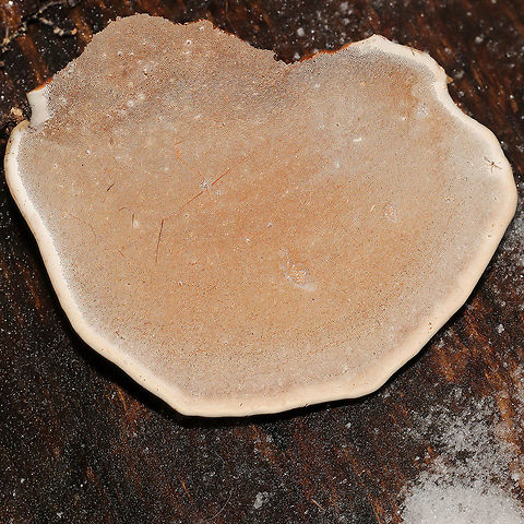Ganoderma lobatum Bracket fungi on a highly rotted log at a river's edge. Reddish/brown spore drop. Tiny pores with long tubes that don't stain. Interior flesh is rusty red. 
https://www.jungledragon.com/image/125464/family_polyporaceae.html
https://www.jungledragon.com/image/125466/family_polyporaceae.html
https://www.jungledragon.com/image/125465/family_polyporaceae.html Fall,Ganoderma lobatum,Geotagged,United States