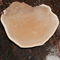 Ganoderma lobatum Bracket fungi on a highly rotted log at a river's edge. Reddish/brown spore drop. Tiny pores with long tubes that don't stain. Interior flesh is rusty red. <br />
https://www.jungledragon.com/image/125464/family_polyporaceae.html<br />
https://www.jungledragon.com/image/125466/family_polyporaceae.html<br />
https://www.jungledragon.com/image/125465/family_polyporaceae.html Fall,Ganoderma lobatum,Geotagged,United States