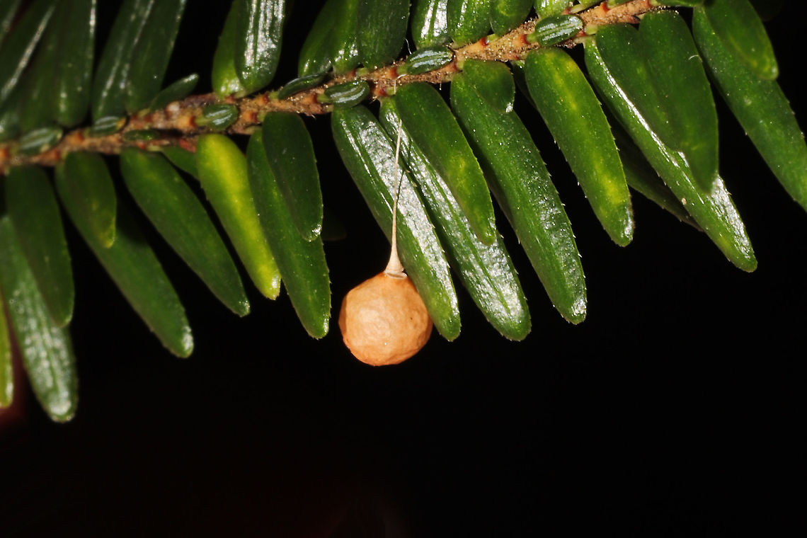 Common Eastern Ray Spider (Theridiosoma gemmosum)  Egg Sac Egg sac on Eastern Hemlock. At the forested edge of the Natchaug River<br />
<figure class="photo"><a href="https://www.jungledragon.com/image/125480/common_eastern_ray_spider_theridiosoma_gemmosum_egg_sac.html" title="Common Eastern Ray Spider (Theridiosoma gemmosum) Egg Sac"><img src="https://s3.amazonaws.com/media.jungledragon.com/images/3231/125480_thumb.jpg?AWSAccessKeyId=05GMT0V3GWVNE7GGM1R2&Expires=1770854410&Signature=B7AfCwJKbEhSD8NvBqY1g7XGEAA%3D" width="200" height="134" alt="Common Eastern Ray Spider (Theridiosoma gemmosum) Egg Sac Egg sac on Eastern Hemlock. At the forested edge of the Natchaug River<br />
https://www.jungledragon.com/image/125479/common_eastern_ray_spider_theridiosoma_gemmosum_egg_sac.html Fall,Geotagged,Theridiosoma gemmosum,United States" /></a></figure> Fall,Geotagged,Theridiosoma gemmosum,United States