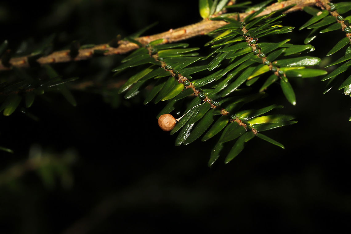 Common Eastern Ray Spider (Theridiosoma gemmosum) Egg Sac Egg sac on Eastern Hemlock. At the forested edge of the Natchaug River<br />
<figure class="photo"><a href="https://www.jungledragon.com/image/125479/common_eastern_ray_spider_theridiosoma_gemmosum_egg_sac.html" title="Common Eastern Ray Spider (Theridiosoma gemmosum)  Egg Sac"><img src="https://s3.amazonaws.com/media.jungledragon.com/images/3231/125479_thumb.jpg?AWSAccessKeyId=05GMT0V3GWVNE7GGM1R2&Expires=1759968010&Signature=qPk8UzNhAXQnV42D2zgA03itQiE%3D" width="200" height="134" alt="Common Eastern Ray Spider (Theridiosoma gemmosum)  Egg Sac Egg sac on Eastern Hemlock. At the forested edge of the Natchaug River<br />
https://www.jungledragon.com/image/125480/common_eastern_ray_spider_theridiosoma_gemmosum_egg_sac.html Fall,Geotagged,Theridiosoma gemmosum,United States" /></a></figure> Fall,Geotagged,Theridiosoma gemmosum,United States