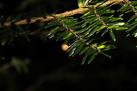 Common Eastern Ray Spider (Theridiosoma gemmosum) Egg Sac Egg sac on Eastern Hemlock. At the forested edge of the Natchaug River<br />
https://www.jungledragon.com/image/125479/common_eastern_ray_spider_theridiosoma_gemmosum_egg_sac.html Fall,Geotagged,Theridiosoma gemmosum,United States