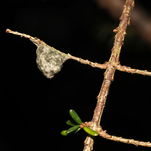 Long-jawed Orbweaver (Family Tetragnathidae) Egg Sac Egg sac on Eastern Hemlock. At the forested edge of the Natchaug River.
 Fall,Geotagged,United States