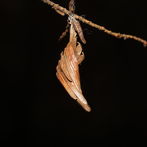 Coleotechnites sp. Silk webbing and hemlock needles bound together on a hemlock tree. At the forested edge of the Natchaug river.
https://www.jungledragon.com/image/125483/coleotechnites_sp.html Fall,Geotagged,United States
