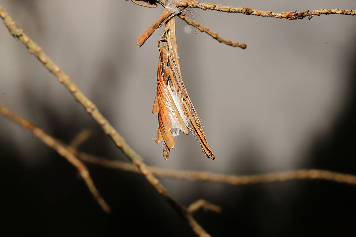 Coleotechnites sp. Silk webbing and hemlock needles bound together on a hemlock tree. At the forested edge of the Natchaug river<br />
<figure class="photo"><a href="https://www.jungledragon.com/image/125482/coleotechnites_sp.html" title="Coleotechnites sp."><img src="https://s3.amazonaws.com/media.jungledragon.com/images/3231/125482_thumb.jpg?AWSAccessKeyId=05GMT0V3GWVNE7GGM1R2&Expires=1767225610&Signature=SYMlf%2Fd4Luu%2FdYSKzgCVaBuEUUU%3D" width="200" height="200" alt="Coleotechnites sp. Silk webbing and hemlock needles bound together on a hemlock tree. At the forested edge of the Natchaug river.<br />
https://www.jungledragon.com/image/125483/coleotechnites_sp.html Fall,Geotagged,United States" /></a></figure> Fall,Geotagged,United States
