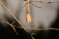 Coleotechnites sp. Silk webbing and hemlock needles bound together on a hemlock tree. At the forested edge of the Natchaug river<br />
https://www.jungledragon.com/image/125482/coleotechnites_sp.html Fall,Geotagged,United States