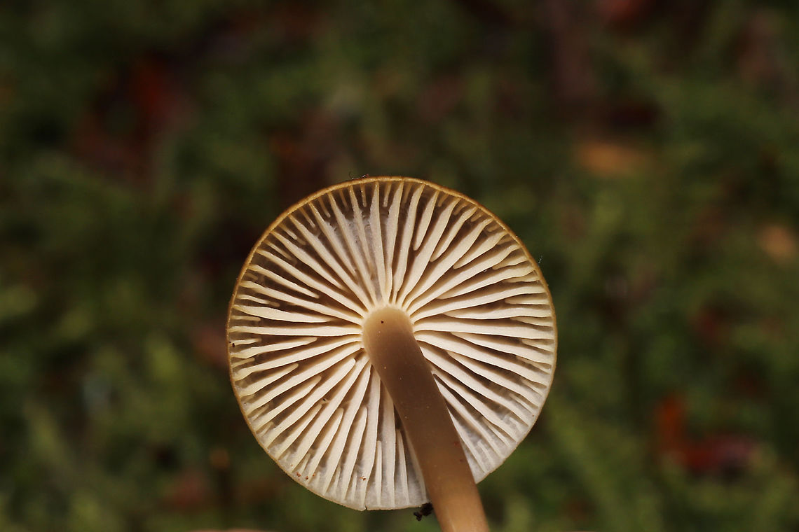 Unknown Mycena Growing on a mossy, rotted stump. Below mostly hemlock trees. Long, hairy stem bases. Red staining on older specimens<br />
<figure class="photo"><a href="https://www.jungledragon.com/image/125525/unknown_mycena.html" title="Unknown Mycena"><img src="https://s3.amazonaws.com/media.jungledragon.com/images/3231/125525_thumb.jpg?AWSAccessKeyId=05GMT0V3GWVNE7GGM1R2&Expires=1770854410&Signature=IjNkrmTeiP8KZqaFhX1k1G%2BdDVc%3D" width="200" height="134" alt="Unknown Mycena Growing on a mossy, rotted stump. Below mostly hemlock trees. Long, hairy stem bases. Red staining on older specimens <br />
https://www.jungledragon.com/image/125524/unknown_mycena.html<br />
https://www.jungledragon.com/image/125526/unknown_mycena.html<br />
https://www.jungledragon.com/image/125527/unknown_mycena.html Fall,Geotagged,United States" /></a></figure><br />
<figure class="photo"><a href="https://www.jungledragon.com/image/125526/unknown_mycena.html" title="Unknown Mycena"><img src="https://s3.amazonaws.com/media.jungledragon.com/images/3231/125526_thumb.jpg?AWSAccessKeyId=05GMT0V3GWVNE7GGM1R2&Expires=1770854410&Signature=HW1Azp5loTmJzECl%2F%2FrqSsZi5Lg%3D" width="200" height="134" alt="Unknown Mycena Growing on a mossy, rotted stump. Below mostly hemlock trees. Long, hairy stem bases. Red staining on older specimens <br />
https://www.jungledragon.com/image/125524/unknown_mycena.html<br />
https://www.jungledragon.com/image/125525/unknown_mycena.html<br />
https://www.jungledragon.com/image/125527/unknown_mycena.html Fall,Geotagged,United States" /></a></figure><br />
<figure class="photo"><a href="https://www.jungledragon.com/image/125527/unknown_mycena.html" title="Unknown Mycena"><img src="https://s3.amazonaws.com/media.jungledragon.com/images/3231/125527_thumb.jpg?AWSAccessKeyId=05GMT0V3GWVNE7GGM1R2&Expires=1770854410&Signature=g%2FOTMBqWpHXF08du1pMkpQaR31M%3D" width="200" height="200" alt="Unknown Mycena Growing on a mossy, rotted stump. Below mostly hemlock trees. Long, hairy stem bases. Red staining on older specimens <br />
https://www.jungledragon.com/image/125524/unknown_mycena.html<br />
https://www.jungledragon.com/image/125526/unknown_mycena.html<br />
https://www.jungledragon.com/image/125525/unknown_mycena.html Fall,Geotagged,United States" /></a></figure> Fall,Geotagged,United States