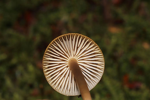 Unknown Mycena Growing on a mossy, rotted stump. Below mostly hemlock trees. Long, hairy stem bases. Red staining on older specimens
https://www.jungledragon.com/image/125525/unknown_mycena.html
https://www.jungledragon.com/image/125526/unknown_mycena.html
https://www.jungledragon.com/image/125527/unknown_mycena.html Fall,Geotagged,United States
