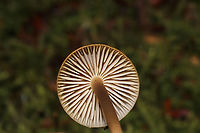 Unknown Mycena Growing on a mossy, rotted stump. Below mostly hemlock trees. Long, hairy stem bases. Red staining on older specimens<br />
https://www.jungledragon.com/image/125525/unknown_mycena.html<br />
https://www.jungledragon.com/image/125526/unknown_mycena.html<br />
https://www.jungledragon.com/image/125527/unknown_mycena.html Fall,Geotagged,United States