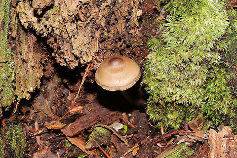 Unknown Mycena Growing on a mossy, rotted stump. Below mostly hemlock trees. Long, hairy stem bases. Red staining on older specimens 
https://www.jungledragon.com/image/125524/unknown_mycena.html
https://www.jungledragon.com/image/125526/unknown_mycena.html
https://www.jungledragon.com/image/125527/unknown_mycena.html Fall,Geotagged,United States