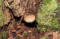 Unknown Mycena Growing on a mossy, rotted stump. Below mostly hemlock trees. Long, hairy stem bases. Red staining on older specimens <br />
https://www.jungledragon.com/image/125524/unknown_mycena.html<br />
https://www.jungledragon.com/image/125526/unknown_mycena.html<br />
https://www.jungledragon.com/image/125527/unknown_mycena.html Fall,Geotagged,United States