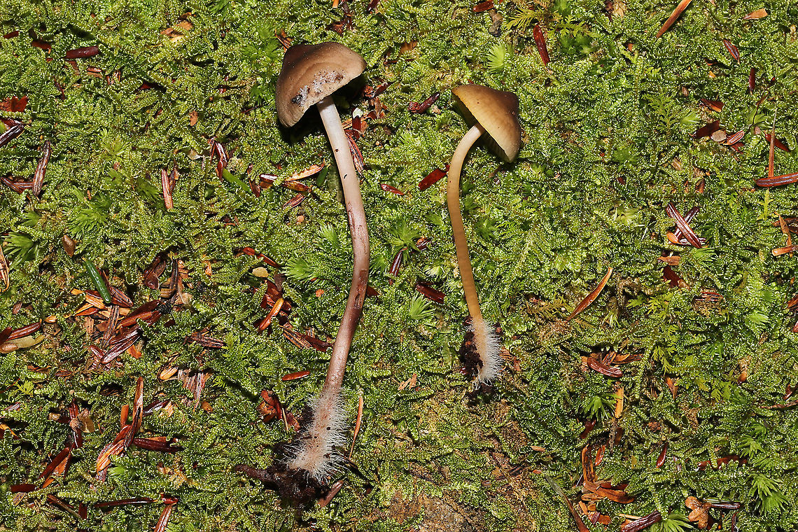 Unknown Mycena Growing on a mossy, rotted stump. Below mostly hemlock trees. Long, hairy stem bases. Red staining on older specimens <br />
<figure class="photo"><a href="https://www.jungledragon.com/image/125524/unknown_mycena.html" title="Unknown Mycena"><img src="https://s3.amazonaws.com/media.jungledragon.com/images/3231/125524_thumb.jpg?AWSAccessKeyId=05GMT0V3GWVNE7GGM1R2&Expires=1759968010&Signature=R%2BTIYHI%2F2C8ZuAuvq%2FD5EV7N6ew%3D" width="200" height="134" alt="Unknown Mycena Growing on a mossy, rotted stump. Below mostly hemlock trees. Long, hairy stem bases. Red staining on older specimens<br />
https://www.jungledragon.com/image/125525/unknown_mycena.html<br />
https://www.jungledragon.com/image/125526/unknown_mycena.html<br />
https://www.jungledragon.com/image/125527/unknown_mycena.html Fall,Geotagged,United States" /></a></figure><br />
<figure class="photo"><a href="https://www.jungledragon.com/image/125525/unknown_mycena.html" title="Unknown Mycena"><img src="https://s3.amazonaws.com/media.jungledragon.com/images/3231/125525_thumb.jpg?AWSAccessKeyId=05GMT0V3GWVNE7GGM1R2&Expires=1759968010&Signature=wJKnLZvI0Gcl97SA53%2Fp0w7kH50%3D" width="200" height="134" alt="Unknown Mycena Growing on a mossy, rotted stump. Below mostly hemlock trees. Long, hairy stem bases. Red staining on older specimens <br />
https://www.jungledragon.com/image/125524/unknown_mycena.html<br />
https://www.jungledragon.com/image/125526/unknown_mycena.html<br />
https://www.jungledragon.com/image/125527/unknown_mycena.html Fall,Geotagged,United States" /></a></figure><br />
<figure class="photo"><a href="https://www.jungledragon.com/image/125527/unknown_mycena.html" title="Unknown Mycena"><img src="https://s3.amazonaws.com/media.jungledragon.com/images/3231/125527_thumb.jpg?AWSAccessKeyId=05GMT0V3GWVNE7GGM1R2&Expires=1759968010&Signature=jaUTlkv5s6xsvSKBeOvuL6QQTZo%3D" width="200" height="200" alt="Unknown Mycena Growing on a mossy, rotted stump. Below mostly hemlock trees. Long, hairy stem bases. Red staining on older specimens <br />
https://www.jungledragon.com/image/125524/unknown_mycena.html<br />
https://www.jungledragon.com/image/125526/unknown_mycena.html<br />
https://www.jungledragon.com/image/125525/unknown_mycena.html Fall,Geotagged,United States" /></a></figure> Fall,Geotagged,United States