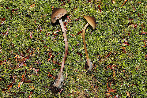 Unknown Mycena Growing on a mossy, rotted stump. Below mostly hemlock trees. Long, hairy stem bases. Red staining on older specimens 
https://www.jungledragon.com/image/125524/unknown_mycena.html
https://www.jungledragon.com/image/125525/unknown_mycena.html
https://www.jungledragon.com/image/125527/unknown_mycena.html Fall,Geotagged,United States