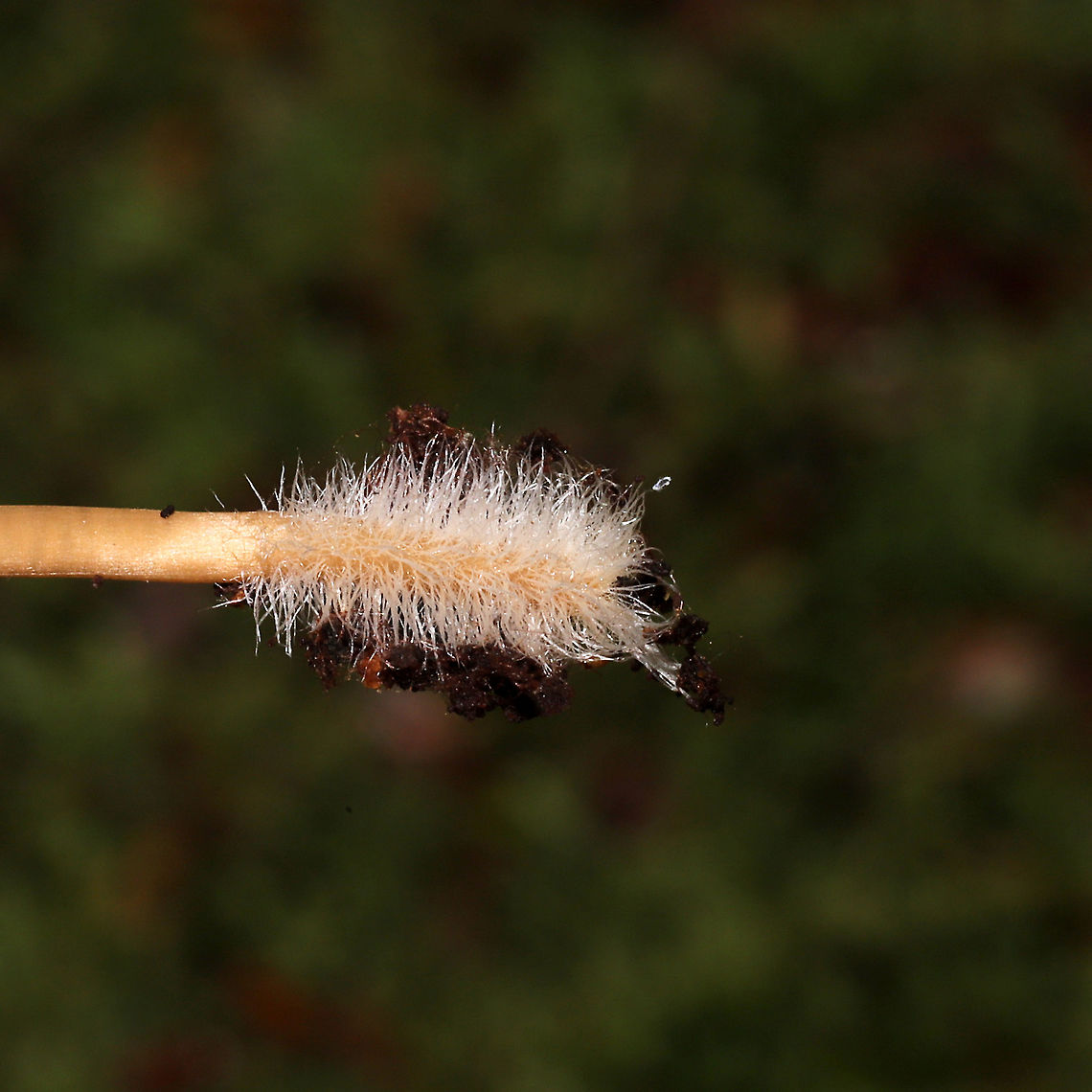 Unknown Mycena Growing on a mossy, rotted stump. Below mostly hemlock trees. Long, hairy stem bases. Red staining on older specimens <br />
<figure class="photo"><a href="https://www.jungledragon.com/image/125524/unknown_mycena.html" title="Unknown Mycena"><img src="https://s3.amazonaws.com/media.jungledragon.com/images/3231/125524_thumb.jpg?AWSAccessKeyId=05GMT0V3GWVNE7GGM1R2&Expires=1769040010&Signature=Qi%2Fw8dGJGqYFZU%2B2%2BGfemlcDD0w%3D" width="200" height="134" alt="Unknown Mycena Growing on a mossy, rotted stump. Below mostly hemlock trees. Long, hairy stem bases. Red staining on older specimens<br />
https://www.jungledragon.com/image/125525/unknown_mycena.html<br />
https://www.jungledragon.com/image/125526/unknown_mycena.html<br />
https://www.jungledragon.com/image/125527/unknown_mycena.html Fall,Geotagged,United States" /></a></figure><br />
<figure class="photo"><a href="https://www.jungledragon.com/image/125526/unknown_mycena.html" title="Unknown Mycena"><img src="https://s3.amazonaws.com/media.jungledragon.com/images/3231/125526_thumb.jpg?AWSAccessKeyId=05GMT0V3GWVNE7GGM1R2&Expires=1769040010&Signature=6W%2FygjcJnLyx%2Bt8%2F3hnx5LnmhQY%3D" width="200" height="134" alt="Unknown Mycena Growing on a mossy, rotted stump. Below mostly hemlock trees. Long, hairy stem bases. Red staining on older specimens <br />
https://www.jungledragon.com/image/125524/unknown_mycena.html<br />
https://www.jungledragon.com/image/125525/unknown_mycena.html<br />
https://www.jungledragon.com/image/125527/unknown_mycena.html Fall,Geotagged,United States" /></a></figure><br />
<figure class="photo"><a href="https://www.jungledragon.com/image/125525/unknown_mycena.html" title="Unknown Mycena"><img src="https://s3.amazonaws.com/media.jungledragon.com/images/3231/125525_thumb.jpg?AWSAccessKeyId=05GMT0V3GWVNE7GGM1R2&Expires=1769040010&Signature=FiImzVfZE3hLf5K9aFAOEAehBoE%3D" width="200" height="134" alt="Unknown Mycena Growing on a mossy, rotted stump. Below mostly hemlock trees. Long, hairy stem bases. Red staining on older specimens <br />
https://www.jungledragon.com/image/125524/unknown_mycena.html<br />
https://www.jungledragon.com/image/125526/unknown_mycena.html<br />
https://www.jungledragon.com/image/125527/unknown_mycena.html Fall,Geotagged,United States" /></a></figure> Fall,Geotagged,United States