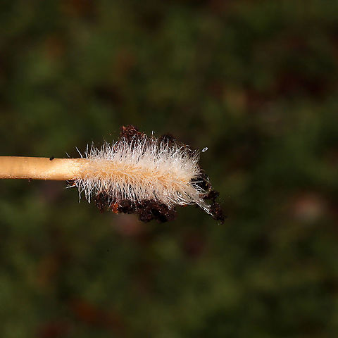 Unknown Mycena Growing on a mossy, rotted stump. Below mostly hemlock trees. Long, hairy stem bases. Red staining on older specimens 
https://www.jungledragon.com/image/125524/unknown_mycena.html
https://www.jungledragon.com/image/125526/unknown_mycena.html
https://www.jungledragon.com/image/125525/unknown_mycena.html Fall,Geotagged,United States