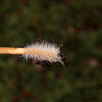 Unknown Mycena Growing on a mossy, rotted stump. Below mostly hemlock trees. Long, hairy stem bases. Red staining on older specimens <br />
https://www.jungledragon.com/image/125524/unknown_mycena.html<br />
https://www.jungledragon.com/image/125526/unknown_mycena.html<br />
https://www.jungledragon.com/image/125525/unknown_mycena.html Fall,Geotagged,United States