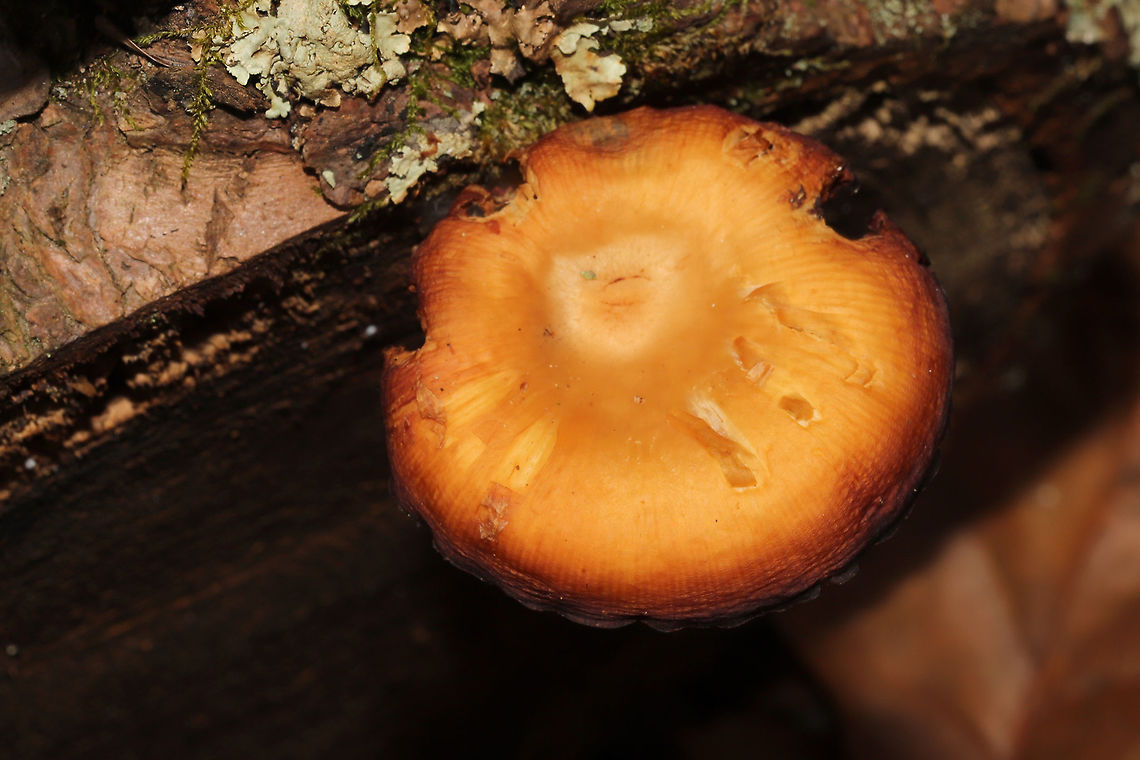 Order Agaricales Growing on a conifer branch (fallen) on a forested trail. Below mostly hemlock.<br />
<figure class="photo"><a href="https://www.jungledragon.com/image/125529/order_agaricales.html" title="Order Agaricales"><img src="https://s3.amazonaws.com/media.jungledragon.com/images/3231/125529_thumb.jpg?AWSAccessKeyId=05GMT0V3GWVNE7GGM1R2&Expires=1767225610&Signature=Hq0GiYqU7Clvm3oeCbJCDY2L2eg%3D" width="200" height="134" alt="Order Agaricales Growing on a conifer branch (fallen) on a forested trail. Below mostly hemlock.<br />
https://www.jungledragon.com/image/125528/order_agaricales.html<br />
 Fall,Geotagged,United States" /></a></figure> Fall,Geotagged,United States