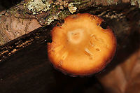 Order Agaricales Growing on a conifer branch (fallen) on a forested trail. Below mostly hemlock.<br />
https://www.jungledragon.com/image/125529/order_agaricales.html Fall,Geotagged,United States