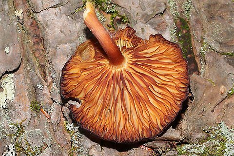 Order Agaricales Growing on a conifer branch (fallen) on a forested trail. Below mostly hemlock.
https://www.jungledragon.com/image/125528/order_agaricales.html
 Fall,Geotagged,United States