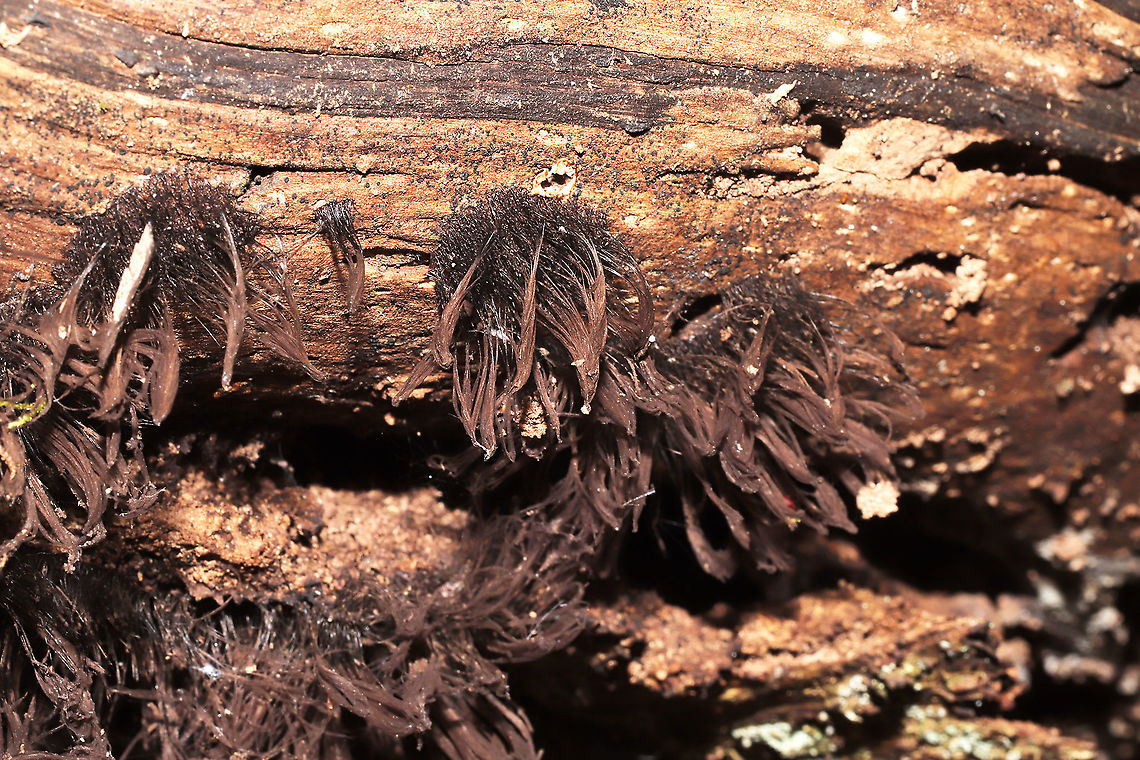 Stemonitis sp. Growing on highly rotted wood on a forested trail.<br />
 Fall,Geotagged,United States