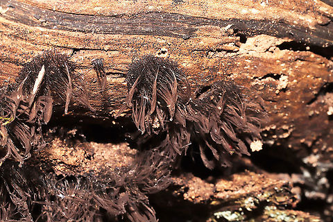 Stemonitis sp. Growing on highly rotted wood on a forested trail.
 Fall,Geotagged,United States