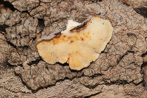Turkey Tails (Trametes versicolor) Growing on highly rotted hardwood at the edge of a forest trail.
https://www.jungledragon.com/image/125533/turkey_tails_trametes_versicolor.html Fall,Geotagged,Trametes versicolor,Turkey Tail,United States