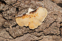 Turkey Tails (Trametes versicolor) Growing on highly rotted hardwood at the edge of a forest trail.<br />
https://www.jungledragon.com/image/125533/turkey_tails_trametes_versicolor.html Fall,Geotagged,Trametes versicolor,Turkey Tail,United States