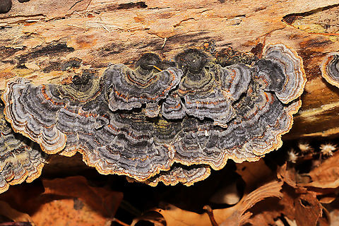 Turkey Tails (Trametes versicolor) Growing on highly rotted hardwood at the edge of a forest trail.
https://www.jungledragon.com/image/125532/turkey_tails_trametes_versicolor.html
 Fall,Geotagged,Trametes versicolor,Turkey Tail,United States