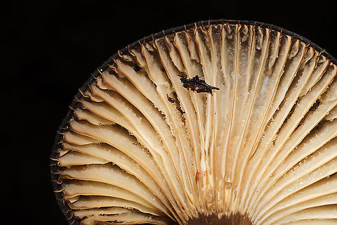 Family Russulaceae? A group of mushrooms growing in leaf litter below oak and hemlock (primarily). Gills were frozen, so I didn't get any latex. I'm thinking these are possibly Lactarius lignyotus? or maybe even Lactifluus gerardii?
https://www.jungledragon.com/image/125535/family_russulaceae.html
https://www.jungledragon.com/image/125536/family_russulaceae.html Fall,Geotagged,United States