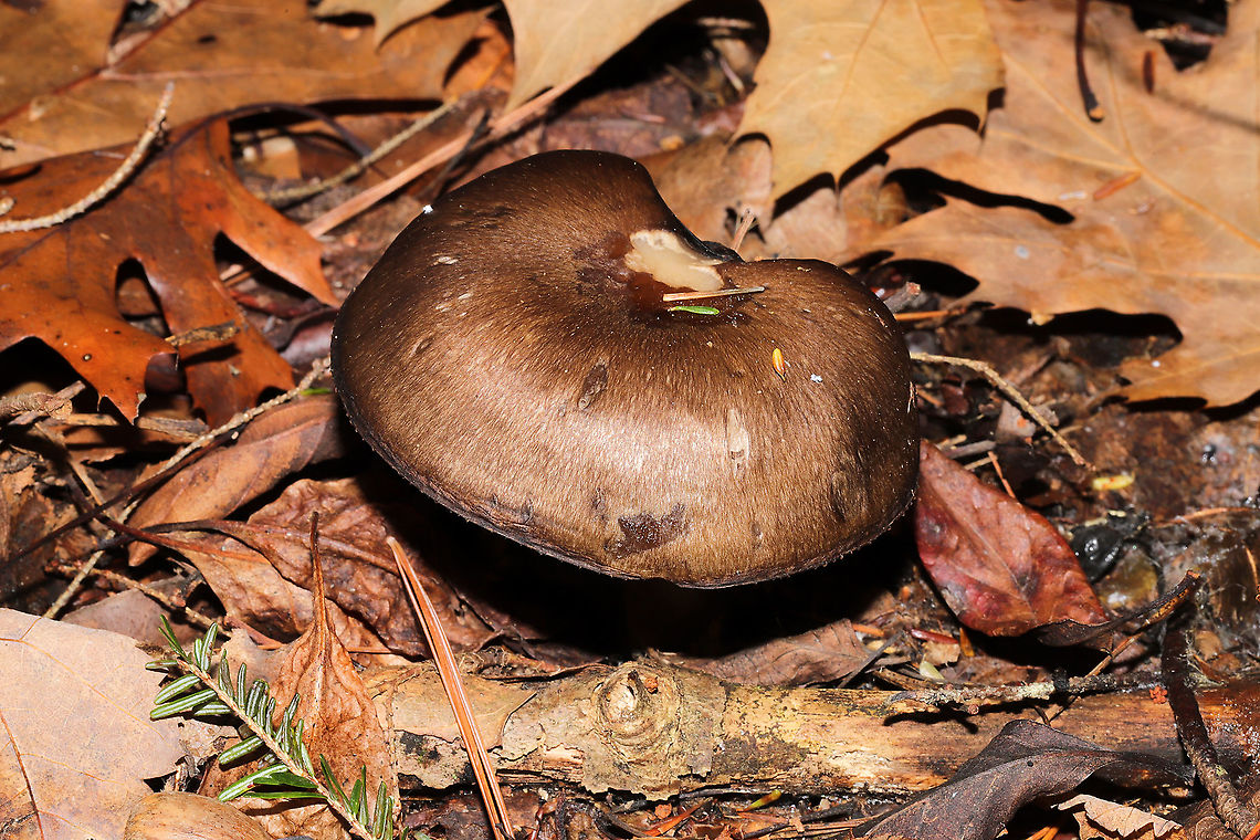 Family Russulaceae? A group of mushrooms growing in leaf litter below oak and hemlock (primarily). Gills were frozen, so I didn't get any latex. I'm thinking these are possibly Lactarius lignyotus? or maybe even Lactifluus gerardii? <br />
<figure class="photo"><a href="https://www.jungledragon.com/image/125534/family_russulaceae.html" title="Family Russulaceae?"><img src="https://s3.amazonaws.com/media.jungledragon.com/images/3231/125534_thumb.jpg?AWSAccessKeyId=05GMT0V3GWVNE7GGM1R2&Expires=1770854410&Signature=V8VYqmDksfCEb2Gj1WNOy%2FAxorA%3D" width="200" height="134" alt="Family Russulaceae? A group of mushrooms growing in leaf litter below oak and hemlock (primarily). Gills were frozen, so I didn't get any latex. I'm thinking these are possibly Lactarius lignyotus? or maybe even Lactifluus gerardii?<br />
https://www.jungledragon.com/image/125535/family_russulaceae.html<br />
https://www.jungledragon.com/image/125536/family_russulaceae.html Fall,Geotagged,United States" /></a></figure><br />
<figure class="photo"><a href="https://www.jungledragon.com/image/125536/family_russulaceae.html" title="Family Russulaceae?"><img src="https://s3.amazonaws.com/media.jungledragon.com/images/3231/125536_thumb.jpg?AWSAccessKeyId=05GMT0V3GWVNE7GGM1R2&Expires=1770854410&Signature=rz8QQQoQgFCI2ghuMBIBYNbXK4Q%3D" width="200" height="134" alt="Family Russulaceae? A group of mushrooms growing in leaf litter below oak and hemlock (primarily). Gills were frozen, so I didn't get any latex. I'm thinking these are possibly Lactarius lignyotus? or maybe even Lactifluus gerardii? <br />
https://www.jungledragon.com/image/125535/family_russulaceae.html<br />
https://www.jungledragon.com/image/125534/family_russulaceae.html Fall,Geotagged,United States" /></a></figure> Fall,Geotagged,United States