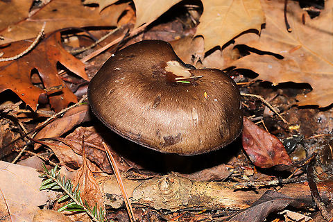 Family Russulaceae? A group of mushrooms growing in leaf litter below oak and hemlock (primarily). Gills were frozen, so I didn't get any latex. I'm thinking these are possibly Lactarius lignyotus? or maybe even Lactifluus gerardii? 
https://www.jungledragon.com/image/125534/family_russulaceae.html
https://www.jungledragon.com/image/125536/family_russulaceae.html Fall,Geotagged,United States