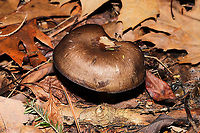 Family Russulaceae? A group of mushrooms growing in leaf litter below oak and hemlock (primarily). Gills were frozen, so I didn't get any latex. I'm thinking these are possibly Lactarius lignyotus? or maybe even Lactifluus gerardii? <br />
https://www.jungledragon.com/image/125534/family_russulaceae.html<br />
https://www.jungledragon.com/image/125536/family_russulaceae.html Fall,Geotagged,United States