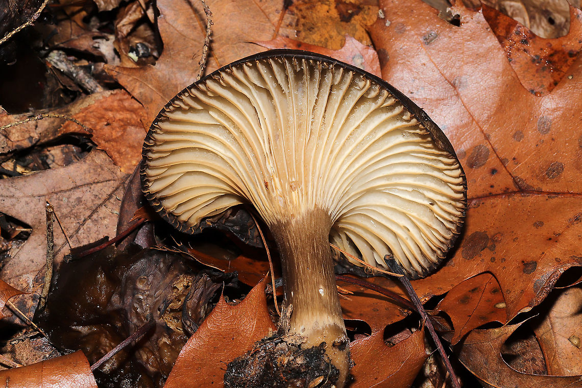 Family Russulaceae? A group of mushrooms growing in leaf litter below oak and hemlock (primarily). Gills were frozen, so I didn&#039;t get any latex. I&#039;m thinking these are possibly Lactarius lignyotus? or maybe even Lactifluus gerardii? <br />
<figure class="photo"><a href="https://www.jungledragon.com/image/125535/family_russulaceae.html" title="Family Russulaceae?"><img src="https://s3.amazonaws.com/media.jungledragon.com/images/3231/125535_thumb.jpg?AWSAccessKeyId=05GMT0V3GWVNE7GGM1R2&Expires=1759968010&Signature=R12s8wYefj2Nowy5PwjsDK8JlnM%3D" width="200" height="134" alt="Family Russulaceae? A group of mushrooms growing in leaf litter below oak and hemlock (primarily). Gills were frozen, so I didn&#039;t get any latex. I&#039;m thinking these are possibly Lactarius lignyotus? or maybe even Lactifluus gerardii? <br />
https://www.jungledragon.com/image/125534/family_russulaceae.html<br />
https://www.jungledragon.com/image/125536/family_russulaceae.html Fall,Geotagged,United States" /></a></figure><br />
<figure class="photo"><a href="https://www.jungledragon.com/image/125534/family_russulaceae.html" title="Family Russulaceae?"><img src="https://s3.amazonaws.com/media.jungledragon.com/images/3231/125534_thumb.jpg?AWSAccessKeyId=05GMT0V3GWVNE7GGM1R2&Expires=1759968010&Signature=pw8aWiTVBvyV91DNwyTYIY5FBsg%3D" width="200" height="134" alt="Family Russulaceae? A group of mushrooms growing in leaf litter below oak and hemlock (primarily). Gills were frozen, so I didn&#039;t get any latex. I&#039;m thinking these are possibly Lactarius lignyotus? or maybe even Lactifluus gerardii?<br />
https://www.jungledragon.com/image/125535/family_russulaceae.html<br />
https://www.jungledragon.com/image/125536/family_russulaceae.html Fall,Geotagged,United States" /></a></figure> Fall,Geotagged,United States