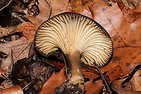 Family Russulaceae? A group of mushrooms growing in leaf litter below oak and hemlock (primarily). Gills were frozen, so I didn't get any latex. I'm thinking these are possibly Lactarius lignyotus? or maybe even Lactifluus gerardii? <br />
https://www.jungledragon.com/image/125535/family_russulaceae.html<br />
https://www.jungledragon.com/image/125534/family_russulaceae.html Fall,Geotagged,United States