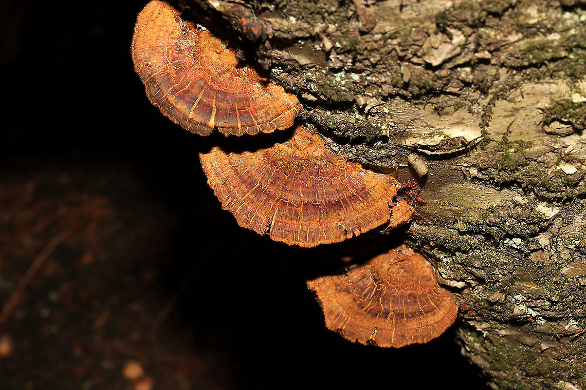 Thin-Walled Maze Polypore (Daedaleopsis confragosa) Growing on birch near a river.<br />
<br />
<figure class="photo"><a href="https://www.jungledragon.com/image/125546/thin-walled_maze_polypore_daedaleopsis_confragosa.html" title="Thin-Walled Maze Polypore (Daedaleopsis confragosa)"><img src="https://s3.amazonaws.com/media.jungledragon.com/images/3231/125546_thumb.jpg?AWSAccessKeyId=05GMT0V3GWVNE7GGM1R2&Expires=1767225610&Signature=r%2BvpFh6xD3HlC7hxaz2DCa6Epv8%3D" width="200" height="134" alt="Thin-Walled Maze Polypore (Daedaleopsis confragosa) Growing on birch near a river. <br />
https://www.jungledragon.com/image/125545/thin-walled_maze_polypore_daedaleopsis_confragosa.html<br />
https://www.jungledragon.com/image/125544/thin-walled_maze_polypore_daedaleopsis_confragosa.html<br />
https://www.jungledragon.com/image/125543/thin-walled_maze_polypore_daedaleopsis_confragosa.html Daedaleopsis confragosa,Fall,Geotagged,Thin walled maze polypore,United States" /></a></figure><br />
<figure class="photo"><a href="https://www.jungledragon.com/image/125544/thin-walled_maze_polypore_daedaleopsis_confragosa.html" title="Thin-Walled Maze Polypore (Daedaleopsis confragosa)"><img src="https://s3.amazonaws.com/media.jungledragon.com/images/3231/125544_thumb.jpg?AWSAccessKeyId=05GMT0V3GWVNE7GGM1R2&Expires=1767225610&Signature=tgqGiLwHi%2BOiDPCw%2F4bWguMdW44%3D" width="200" height="134" alt="Thin-Walled Maze Polypore (Daedaleopsis confragosa) Growing on birch near a river.<br />
https://www.jungledragon.com/image/125546/thin-walled_maze_polypore_daedaleopsis_confragosa.html<br />
https://www.jungledragon.com/image/125545/thin-walled_maze_polypore_daedaleopsis_confragosa.html<br />
https://www.jungledragon.com/image/125543/thin-walled_maze_polypore_daedaleopsis_confragosa.html Daedaleopsis confragosa,Fall,Geotagged,Thin walled maze polypore,United States" /></a></figure><br />
<figure class="photo"><a href="https://www.jungledragon.com/image/125545/thin-walled_maze_polypore_daedaleopsis_confragosa.html" title="Thin-Walled Maze Polypore (Daedaleopsis confragosa)"><img src="https://s3.amazonaws.com/media.jungledragon.com/images/3231/125545_thumb.jpg?AWSAccessKeyId=05GMT0V3GWVNE7GGM1R2&Expires=1767225610&Signature=003t6a%2BmGBDYU4FpxMANqeNSFZE%3D" width="200" height="134" alt="Thin-Walled Maze Polypore (Daedaleopsis confragosa) Growing on birch near a river. <br />
https://www.jungledragon.com/image/125546/thin-walled_maze_polypore_daedaleopsis_confragosa.html<br />
https://www.jungledragon.com/image/125544/thin-walled_maze_polypore_daedaleopsis_confragosa.html<br />
https://www.jungledragon.com/image/125543/thin-walled_maze_polypore_daedaleopsis_confragosa.html Daedaleopsis confragosa,Fall,Geotagged,Thin walled maze polypore,United States" /></a></figure> Daedaleopsis confragosa,Fall,Geotagged,Thin walled maze polypore,United States