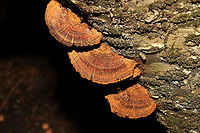 Thin-Walled Maze Polypore (Daedaleopsis confragosa) Growing on birch near a river.<br />
<br />
https://www.jungledragon.com/image/125546/thin-walled_maze_polypore_daedaleopsis_confragosa.html<br />
https://www.jungledragon.com/image/125544/thin-walled_maze_polypore_daedaleopsis_confragosa.html<br />
https://www.jungledragon.com/image/125545/thin-walled_maze_polypore_daedaleopsis_confragosa.html Daedaleopsis confragosa,Fall,Geotagged,Thin walled maze polypore,United States