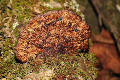 Thin-Walled Maze Polypore (Daedaleopsis confragosa) Growing on birch near a river.
https://www.jungledragon.com/image/125546/thin-walled_maze_polypore_daedaleopsis_confragosa.html
https://www.jungledragon.com/image/125545/thin-walled_maze_polypore_daedaleopsis_confragosa.html
https://www.jungledragon.com/image/125543/thin-walled_maze_polypore_daedaleopsis_confragosa.html Daedaleopsis confragosa,Fall,Geotagged,Thin walled maze polypore,United States