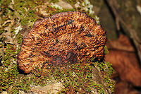 Thin-Walled Maze Polypore (Daedaleopsis confragosa) Growing on birch near a river.<br />
https://www.jungledragon.com/image/125546/thin-walled_maze_polypore_daedaleopsis_confragosa.html<br />
https://www.jungledragon.com/image/125545/thin-walled_maze_polypore_daedaleopsis_confragosa.html<br />
https://www.jungledragon.com/image/125543/thin-walled_maze_polypore_daedaleopsis_confragosa.html Daedaleopsis confragosa,Fall,Geotagged,Thin walled maze polypore,United States