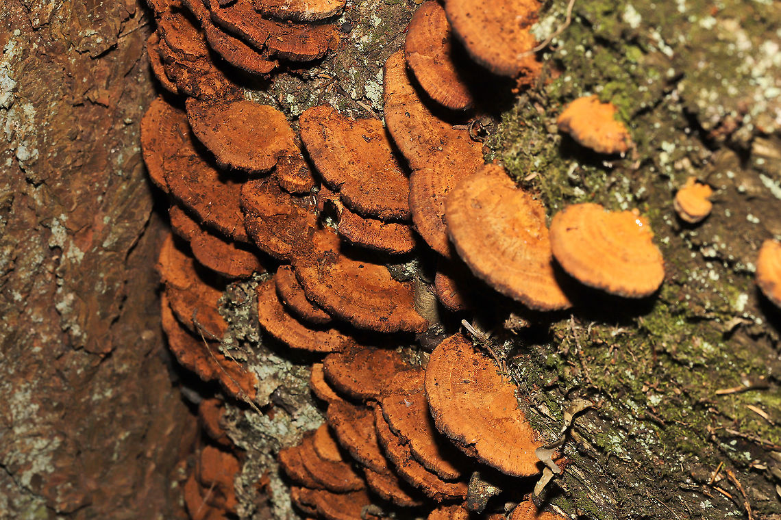 Thin-Walled Maze Polypore (Daedaleopsis confragosa) Growing on birch near a river. <br />
<figure class="photo"><a href="https://www.jungledragon.com/image/125546/thin-walled_maze_polypore_daedaleopsis_confragosa.html" title="Thin-Walled Maze Polypore (Daedaleopsis confragosa)"><img src="https://s3.amazonaws.com/media.jungledragon.com/images/3231/125546_thumb.jpg?AWSAccessKeyId=05GMT0V3GWVNE7GGM1R2&Expires=1770854410&Signature=fjlcsX77jxs%2F%2B4v49D3zSZUgglE%3D" width="200" height="134" alt="Thin-Walled Maze Polypore (Daedaleopsis confragosa) Growing on birch near a river. <br />
https://www.jungledragon.com/image/125545/thin-walled_maze_polypore_daedaleopsis_confragosa.html<br />
https://www.jungledragon.com/image/125544/thin-walled_maze_polypore_daedaleopsis_confragosa.html<br />
https://www.jungledragon.com/image/125543/thin-walled_maze_polypore_daedaleopsis_confragosa.html Daedaleopsis confragosa,Fall,Geotagged,Thin walled maze polypore,United States" /></a></figure><br />
<figure class="photo"><a href="https://www.jungledragon.com/image/125544/thin-walled_maze_polypore_daedaleopsis_confragosa.html" title="Thin-Walled Maze Polypore (Daedaleopsis confragosa)"><img src="https://s3.amazonaws.com/media.jungledragon.com/images/3231/125544_thumb.jpg?AWSAccessKeyId=05GMT0V3GWVNE7GGM1R2&Expires=1770854410&Signature=M%2Fb060YSNoZrwFA7Th5ext4vw4c%3D" width="200" height="134" alt="Thin-Walled Maze Polypore (Daedaleopsis confragosa) Growing on birch near a river.<br />
https://www.jungledragon.com/image/125546/thin-walled_maze_polypore_daedaleopsis_confragosa.html<br />
https://www.jungledragon.com/image/125545/thin-walled_maze_polypore_daedaleopsis_confragosa.html<br />
https://www.jungledragon.com/image/125543/thin-walled_maze_polypore_daedaleopsis_confragosa.html Daedaleopsis confragosa,Fall,Geotagged,Thin walled maze polypore,United States" /></a></figure><br />
<figure class="photo"><a href="https://www.jungledragon.com/image/125543/thin-walled_maze_polypore_daedaleopsis_confragosa.html" title="Thin-Walled Maze Polypore (Daedaleopsis confragosa)"><img src="https://s3.amazonaws.com/media.jungledragon.com/images/3231/125543_thumb.jpg?AWSAccessKeyId=05GMT0V3GWVNE7GGM1R2&Expires=1770854410&Signature=ufDaM84ImcHyLGSDY2bS%2B97j14g%3D" width="200" height="134" alt="Thin-Walled Maze Polypore (Daedaleopsis confragosa) Growing on birch near a river.<br />
<br />
https://www.jungledragon.com/image/125546/thin-walled_maze_polypore_daedaleopsis_confragosa.html<br />
https://www.jungledragon.com/image/125544/thin-walled_maze_polypore_daedaleopsis_confragosa.html<br />
https://www.jungledragon.com/image/125545/thin-walled_maze_polypore_daedaleopsis_confragosa.html Daedaleopsis confragosa,Fall,Geotagged,Thin walled maze polypore,United States" /></a></figure> Daedaleopsis confragosa,Fall,Geotagged,Thin walled maze polypore,United States