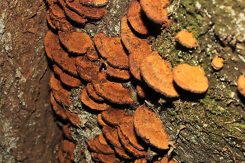 Thin-Walled Maze Polypore (Daedaleopsis confragosa) Growing on birch near a river. 
https://www.jungledragon.com/image/125546/thin-walled_maze_polypore_daedaleopsis_confragosa.html
https://www.jungledragon.com/image/125544/thin-walled_maze_polypore_daedaleopsis_confragosa.html
https://www.jungledragon.com/image/125543/thin-walled_maze_polypore_daedaleopsis_confragosa.html Daedaleopsis confragosa,Fall,Geotagged,Thin walled maze polypore,United States