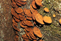 Thin-Walled Maze Polypore (Daedaleopsis confragosa) Growing on birch near a river. <br />
https://www.jungledragon.com/image/125546/thin-walled_maze_polypore_daedaleopsis_confragosa.html<br />
https://www.jungledragon.com/image/125544/thin-walled_maze_polypore_daedaleopsis_confragosa.html<br />
https://www.jungledragon.com/image/125543/thin-walled_maze_polypore_daedaleopsis_confragosa.html Daedaleopsis confragosa,Fall,Geotagged,Thin walled maze polypore,United States