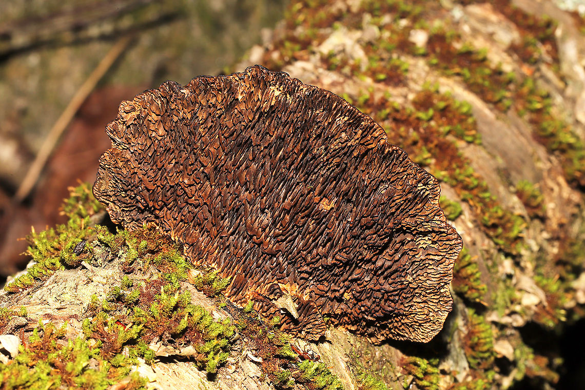 Thin-Walled Maze Polypore (Daedaleopsis confragosa) Growing on birch near a river. <br />
<figure class="photo"><a href="https://www.jungledragon.com/image/125545/thin-walled_maze_polypore_daedaleopsis_confragosa.html" title="Thin-Walled Maze Polypore (Daedaleopsis confragosa)"><img src="https://s3.amazonaws.com/media.jungledragon.com/images/3231/125545_thumb.jpg?AWSAccessKeyId=05GMT0V3GWVNE7GGM1R2&Expires=1767225610&Signature=003t6a%2BmGBDYU4FpxMANqeNSFZE%3D" width="200" height="134" alt="Thin-Walled Maze Polypore (Daedaleopsis confragosa) Growing on birch near a river. <br />
https://www.jungledragon.com/image/125546/thin-walled_maze_polypore_daedaleopsis_confragosa.html<br />
https://www.jungledragon.com/image/125544/thin-walled_maze_polypore_daedaleopsis_confragosa.html<br />
https://www.jungledragon.com/image/125543/thin-walled_maze_polypore_daedaleopsis_confragosa.html Daedaleopsis confragosa,Fall,Geotagged,Thin walled maze polypore,United States" /></a></figure><br />
<figure class="photo"><a href="https://www.jungledragon.com/image/125544/thin-walled_maze_polypore_daedaleopsis_confragosa.html" title="Thin-Walled Maze Polypore (Daedaleopsis confragosa)"><img src="https://s3.amazonaws.com/media.jungledragon.com/images/3231/125544_thumb.jpg?AWSAccessKeyId=05GMT0V3GWVNE7GGM1R2&Expires=1767225610&Signature=tgqGiLwHi%2BOiDPCw%2F4bWguMdW44%3D" width="200" height="134" alt="Thin-Walled Maze Polypore (Daedaleopsis confragosa) Growing on birch near a river.<br />
https://www.jungledragon.com/image/125546/thin-walled_maze_polypore_daedaleopsis_confragosa.html<br />
https://www.jungledragon.com/image/125545/thin-walled_maze_polypore_daedaleopsis_confragosa.html<br />
https://www.jungledragon.com/image/125543/thin-walled_maze_polypore_daedaleopsis_confragosa.html Daedaleopsis confragosa,Fall,Geotagged,Thin walled maze polypore,United States" /></a></figure><br />
<figure class="photo"><a href="https://www.jungledragon.com/image/125543/thin-walled_maze_polypore_daedaleopsis_confragosa.html" title="Thin-Walled Maze Polypore (Daedaleopsis confragosa)"><img src="https://s3.amazonaws.com/media.jungledragon.com/images/3231/125543_thumb.jpg?AWSAccessKeyId=05GMT0V3GWVNE7GGM1R2&Expires=1767225610&Signature=3kN3sarsPx3RXHqjr8%2F87pkhAZU%3D" width="200" height="134" alt="Thin-Walled Maze Polypore (Daedaleopsis confragosa) Growing on birch near a river.<br />
<br />
https://www.jungledragon.com/image/125546/thin-walled_maze_polypore_daedaleopsis_confragosa.html<br />
https://www.jungledragon.com/image/125544/thin-walled_maze_polypore_daedaleopsis_confragosa.html<br />
https://www.jungledragon.com/image/125545/thin-walled_maze_polypore_daedaleopsis_confragosa.html Daedaleopsis confragosa,Fall,Geotagged,Thin walled maze polypore,United States" /></a></figure> Daedaleopsis confragosa,Fall,Geotagged,Thin walled maze polypore,United States