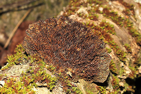 Thin-Walled Maze Polypore (Daedaleopsis confragosa) Growing on birch near a river. 
https://www.jungledragon.com/image/125545/thin-walled_maze_polypore_daedaleopsis_confragosa.html
https://www.jungledragon.com/image/125544/thin-walled_maze_polypore_daedaleopsis_confragosa.html
https://www.jungledragon.com/image/125543/thin-walled_maze_polypore_daedaleopsis_confragosa.html Daedaleopsis confragosa,Fall,Geotagged,Thin walled maze polypore,United States