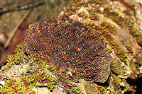 Thin-Walled Maze Polypore (Daedaleopsis confragosa) Growing on birch near a river. <br />
https://www.jungledragon.com/image/125545/thin-walled_maze_polypore_daedaleopsis_confragosa.html<br />
https://www.jungledragon.com/image/125544/thin-walled_maze_polypore_daedaleopsis_confragosa.html<br />
https://www.jungledragon.com/image/125543/thin-walled_maze_polypore_daedaleopsis_confragosa.html Daedaleopsis confragosa,Fall,Geotagged,Thin walled maze polypore,United States