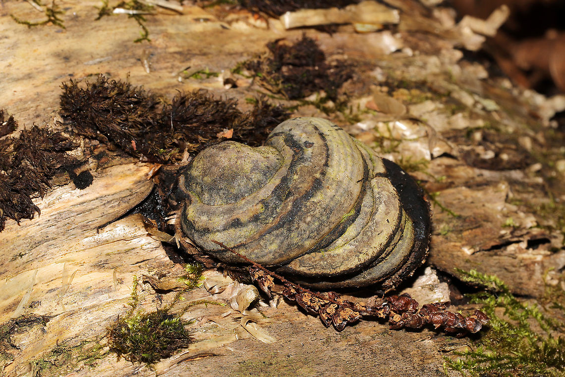 Fomes excavatus Growing on a highly rotted log at a river&#039;s edge<br />
 Fall,Fomes excavatus,Geotagged,United States