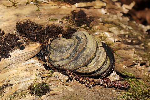 Fomes excavatus Growing on a highly rotted log at a river's edge
 Fall,Fomes excavatus,Geotagged,United States