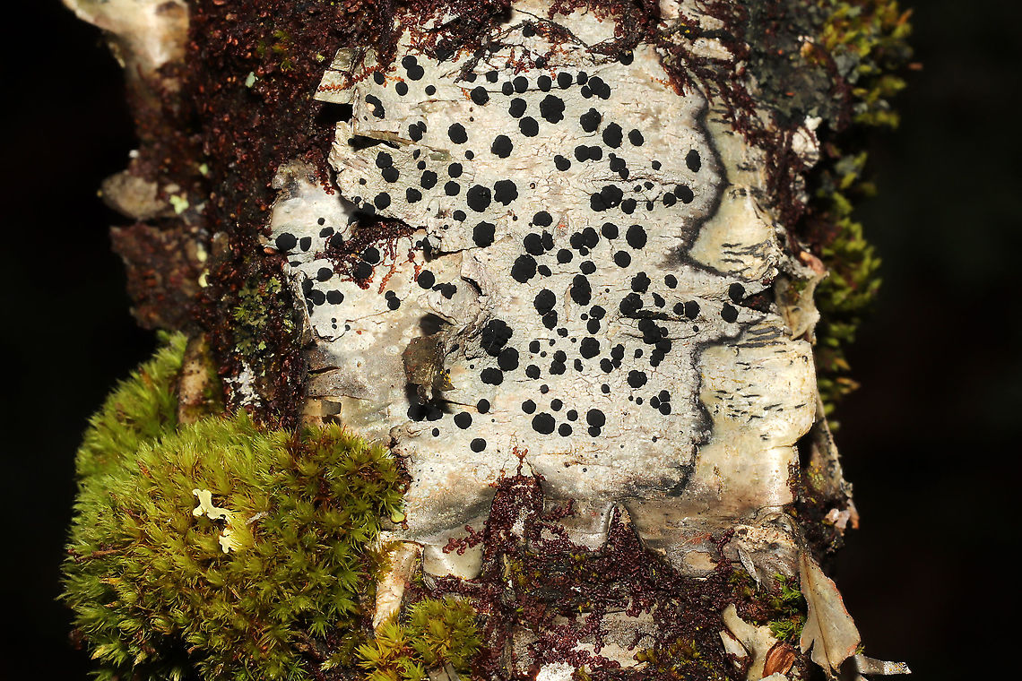 Buellia sp. Growing on a fallen branch near a river. Buellia erubescens?<br />
 Fall,Geotagged,United States