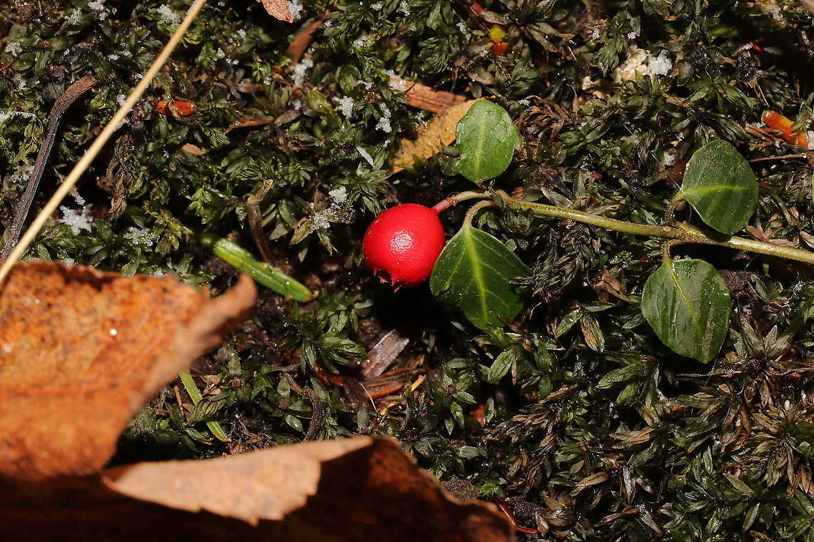 Partridgeberry (Mitchella repens) Growing in moss near a river&#039;s edge.<br />
 Fall,Geotagged,Mitchella repens,Partridge berry,United States