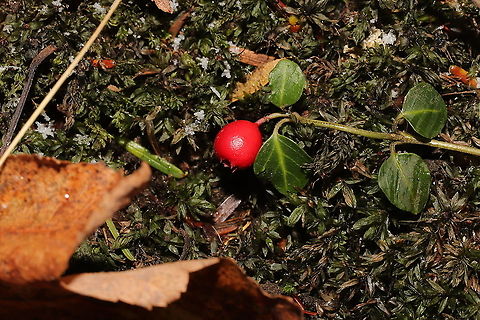 Partridgeberry (Mitchella repens) Growing in moss near a river's edge.
 Fall,Geotagged,Mitchella repens,Partridge berry,United States